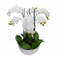 55CM PHAL ORCHID IN WHT POT